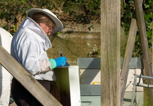 O Concello de San Sadurniño e a Asociación Casa do Mel ofrecen un curso de iniciación á apicultura con 25 prazas dispoñibles
